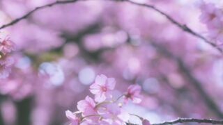 【体験談】私立薬学部指定校推薦　大学合格記2